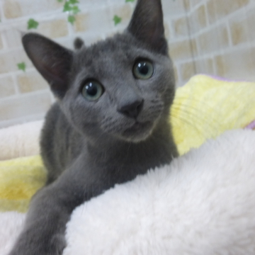 animal_image