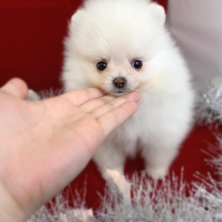 animal_image