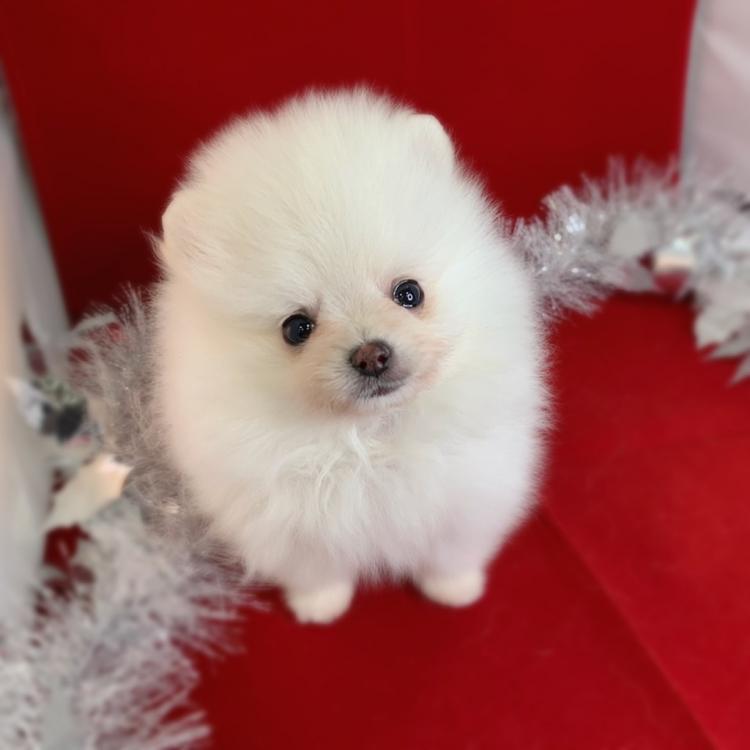 animal_image