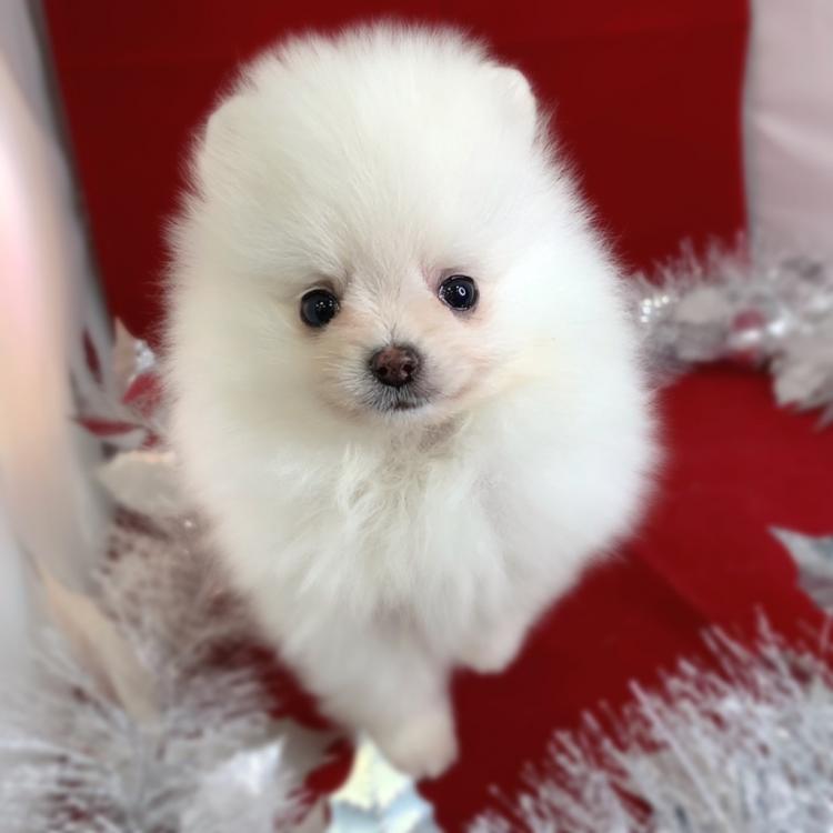 animal_image