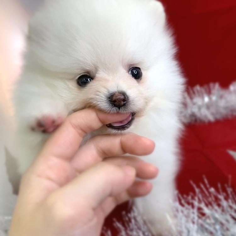 animal_image