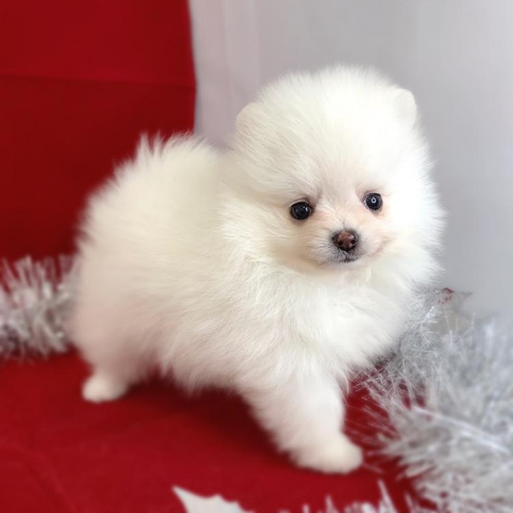 animal_image