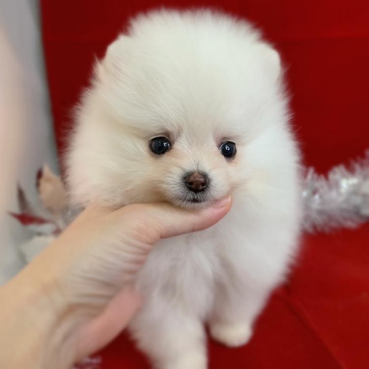 animal_image