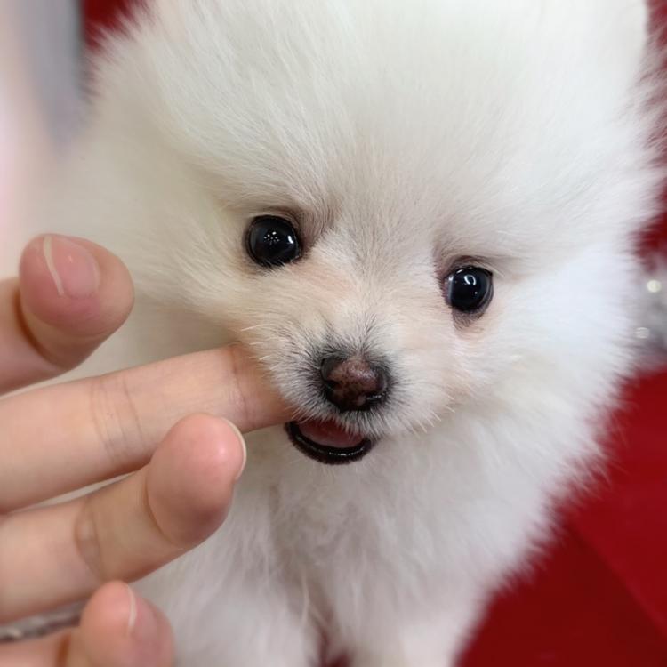 animal_image