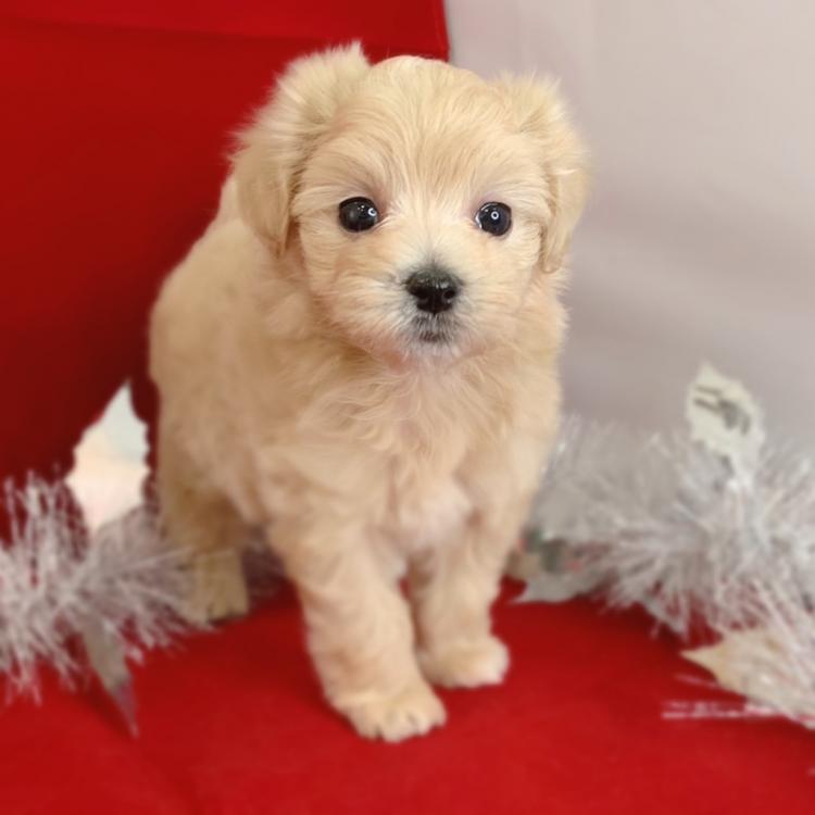 animal_image