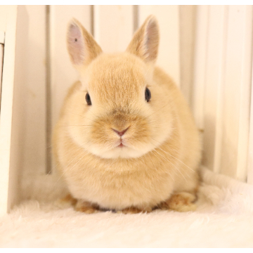 animal_image