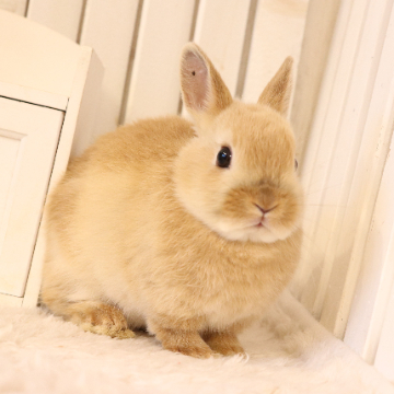 animal_image