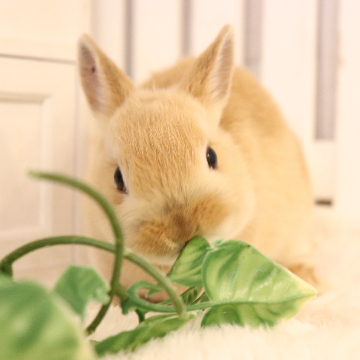 animal_image