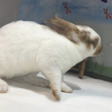 animal_image