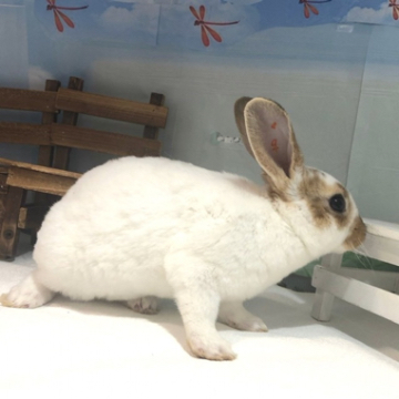うさぎ専門店 Dan S Houseのミニレッキスの詳細 ハローべいびぃ うさぎ専門店 Dan S Houseのミニレッキスの詳細 ハローべいびぃ