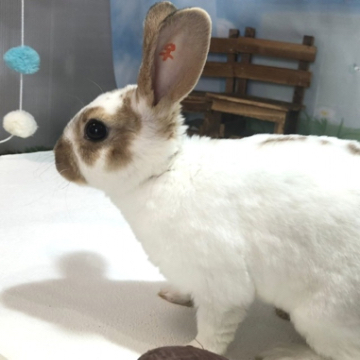 うさぎ専門店 Dan S Houseのミニレッキスの詳細 ハローべいびぃ うさぎ専門店 Dan S Houseのミニレッキスの詳細 ハローべいびぃ
