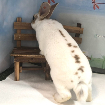 animal_image
