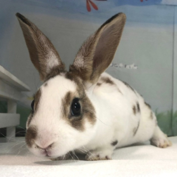 animal_image
