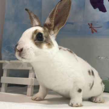 animal_image