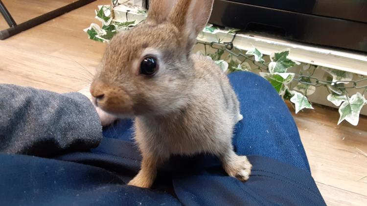 animal_image