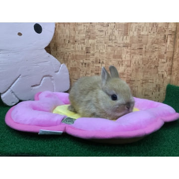 animal_image