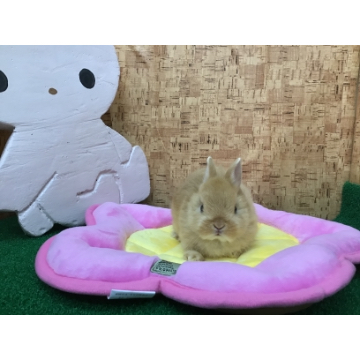 animal_image