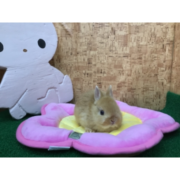 animal_image