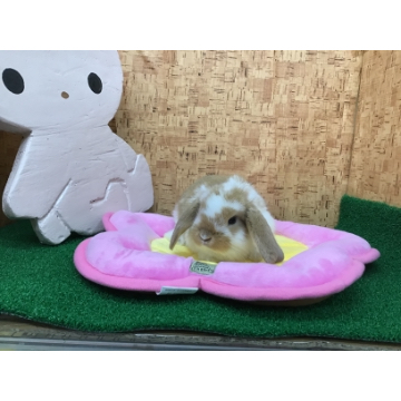 animal_image