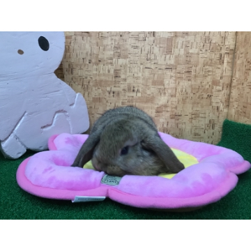 animal_image
