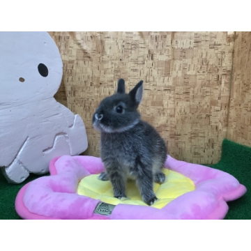 animal_image