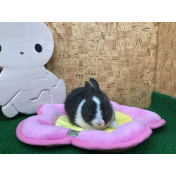 animal_image