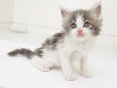 animal_image