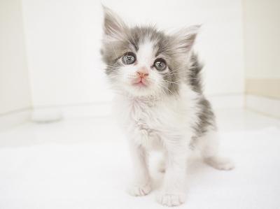 animal_image