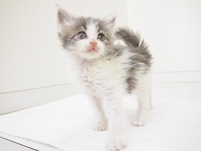 animal_image