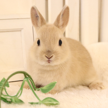 animal_image