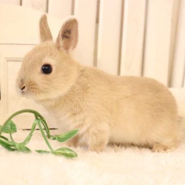 animal_image