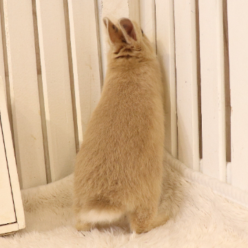 animal_image