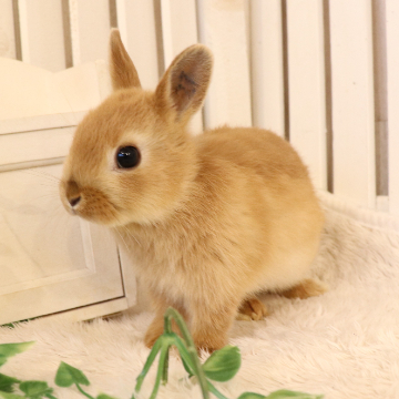animal_image