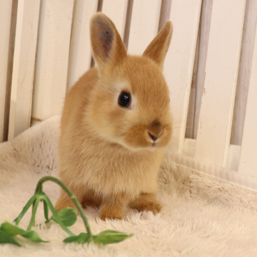 animal_image