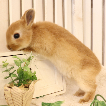animal_image