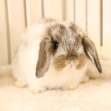 animal_image