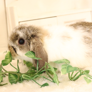 animal_image