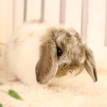 animal_image
