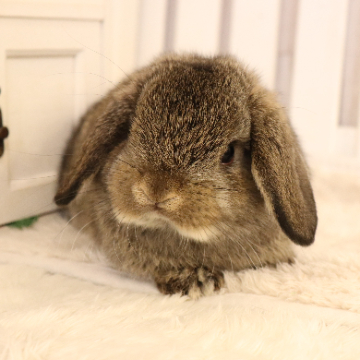 animal_image