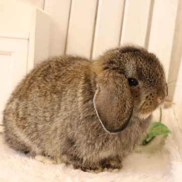 animal_image