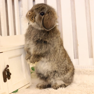 animal_image