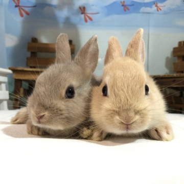 animal_image