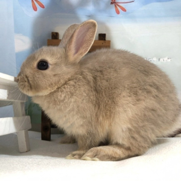 animal_image