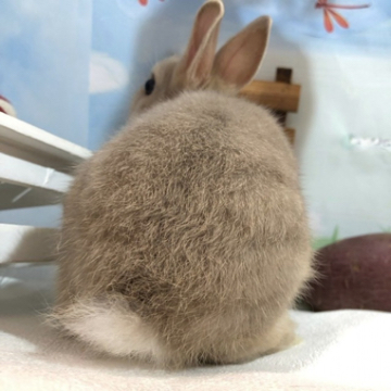 animal_image