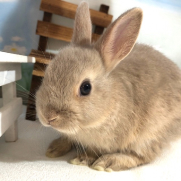 animal_image