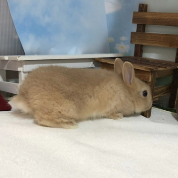 animal_image