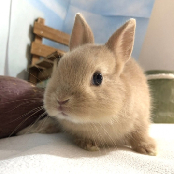 animal_image