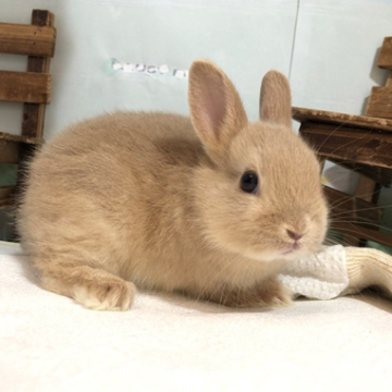 animal_image