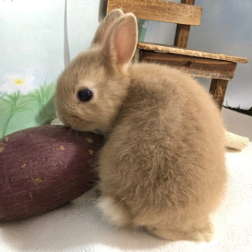 animal_image