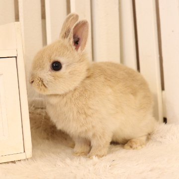 animal_image